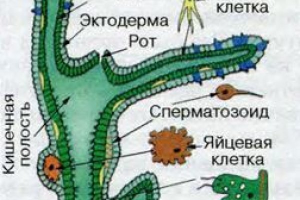 Даркнет ссылка